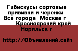 Гибискусы сортовые, прививки и черенки - Все города, Москва г.  »    . Красноярский край,Норильск г.